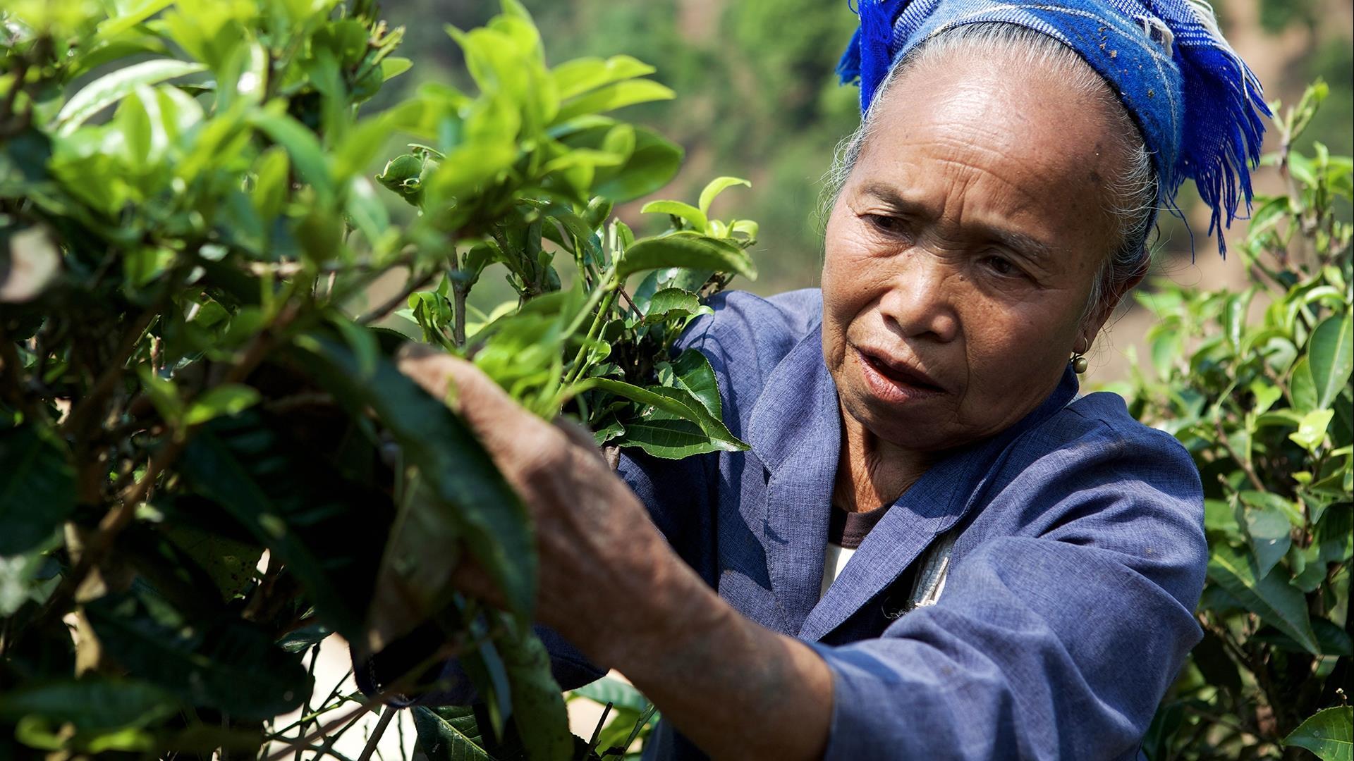Laos Travel Guide - Health & Safety