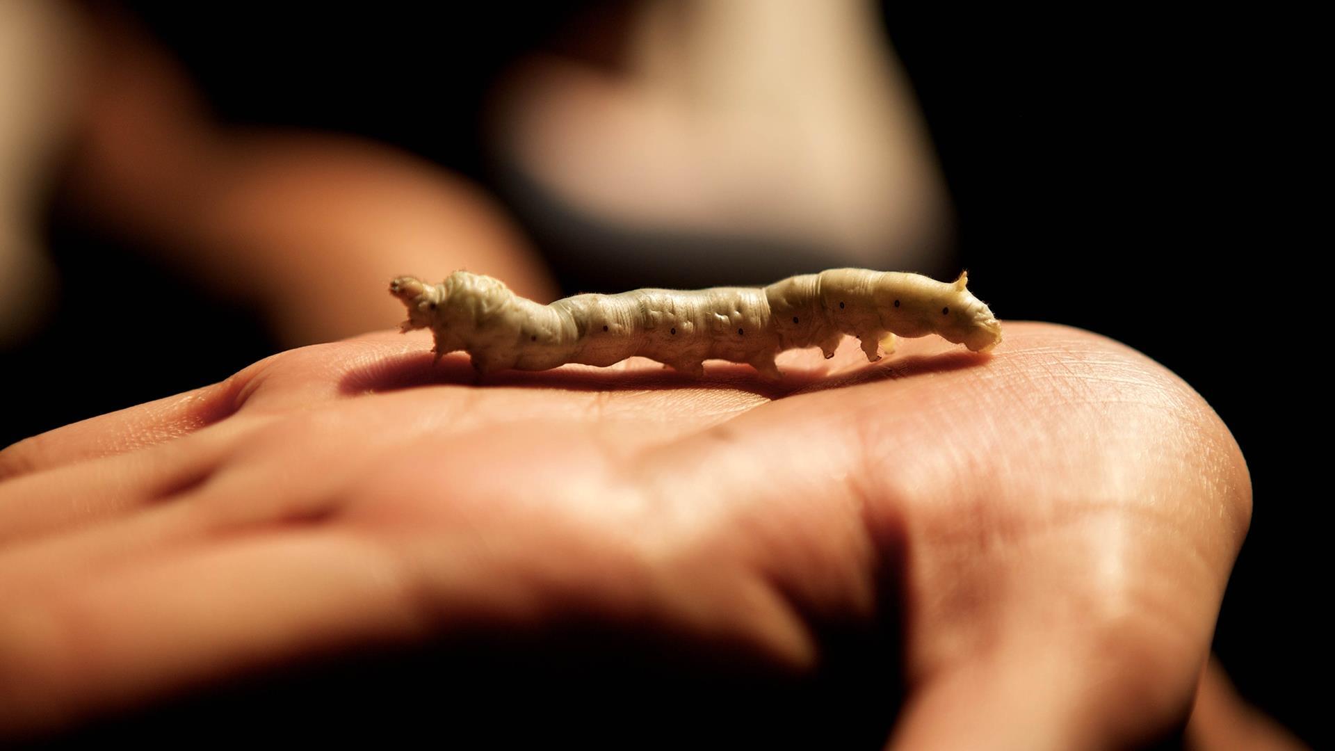 Laos, Luang Prabang: Nature Walk, Weaving Center, and Village Visit - 1 Day | Silk Weaving Center and Hidden Valley Village Visit