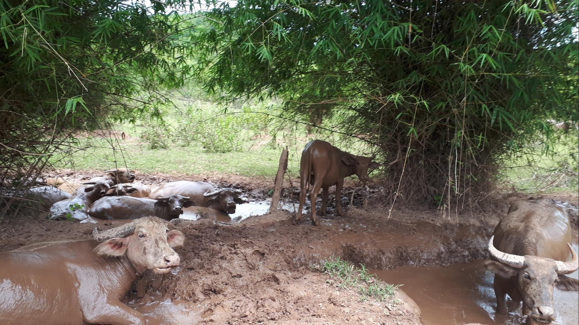 Laos, Luang Prabang : Local Village Biking Discovery - 1 Day | Chomphet Offroad and Pottery Village