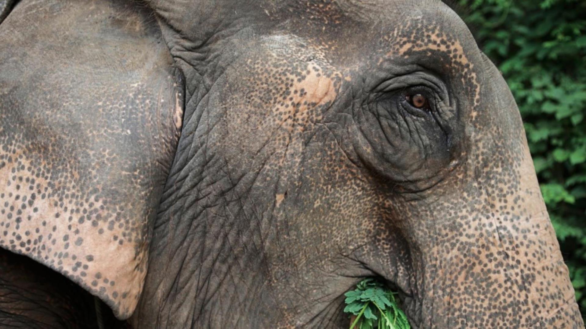 Laos, Luang Prabang: Bike, Elephant & Tad Sae Waterfall Adventure - 1 Day | Nam Khan River Valley Bike and Elephant Experience (no riding) Laos, Luang Prabang: Bike, Elephant & Tad Sae Waterfall Adventure - 1 Day | Nam Khan River Valley Bike and Elephant Experience (no riding)