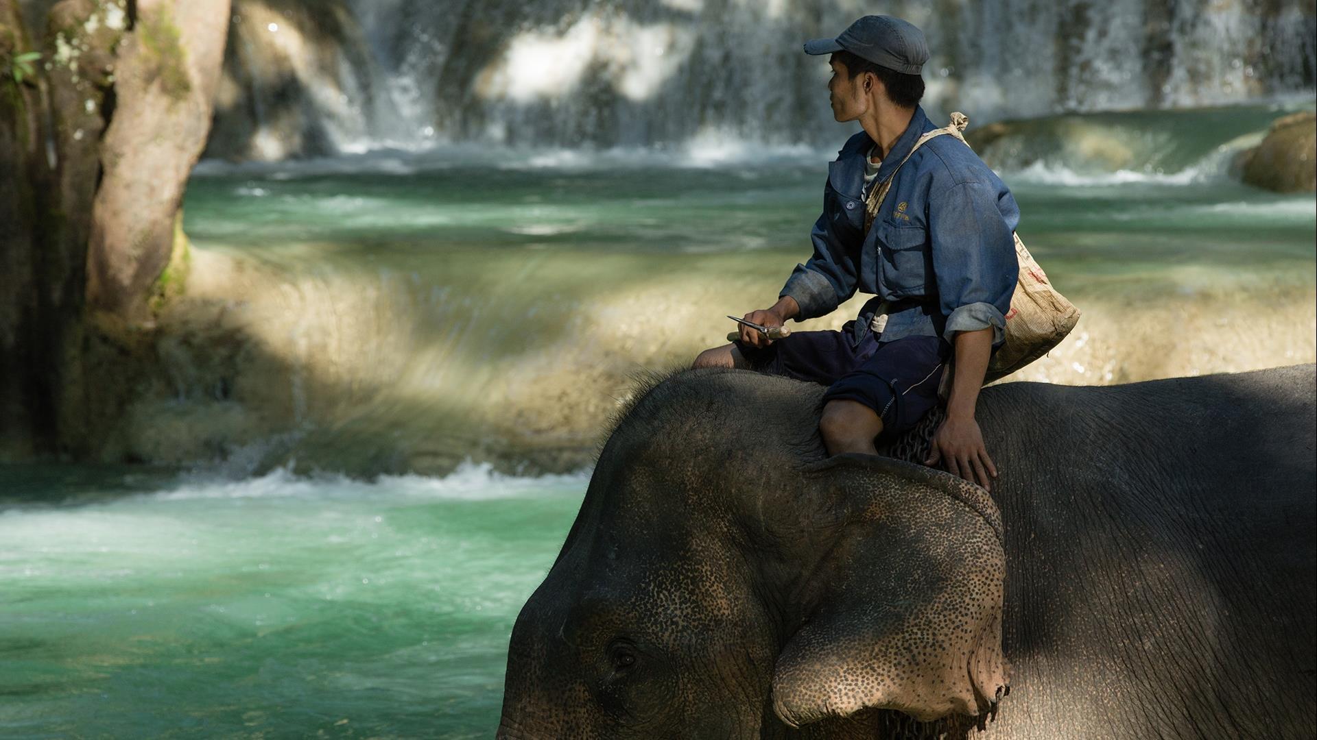 Laos, Luang Prabang: The Authentic Elephant Experience - 2 Days | Living with Elephant Mahout Program at Elephant Village Laos, Luang Prabang: The Authentic Elephant Experience - 2 Days | Living with Elephant Mahout Program at Elephant Village