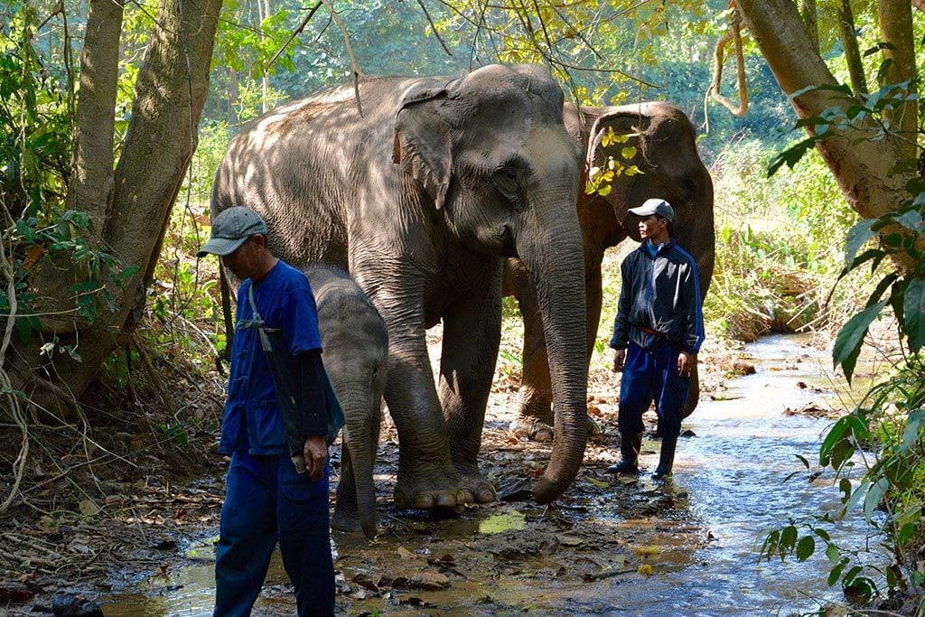 Mandalao Elephant Tour