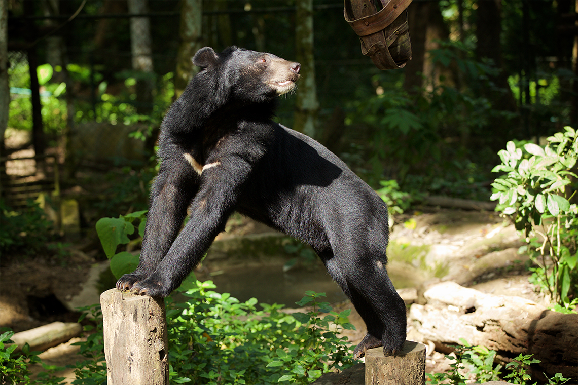 Bears at Kuang Si Waterfalls