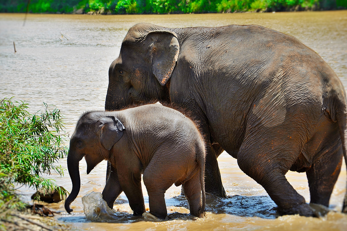Shangri Lao - Elefant Camp 