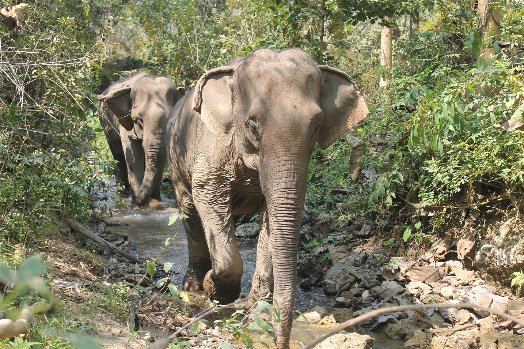 Mandalao Elephant Sanctuary