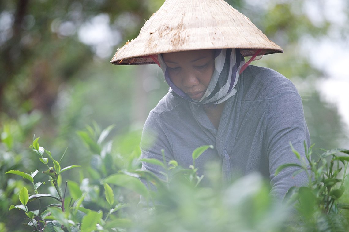 Tee Picker - Bolaven Plateau