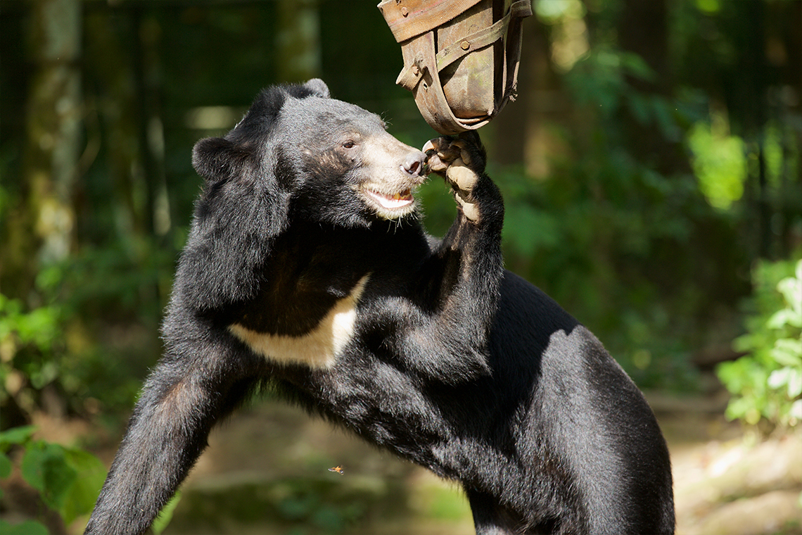 Asian Bears - Kuang Si Waterfalls