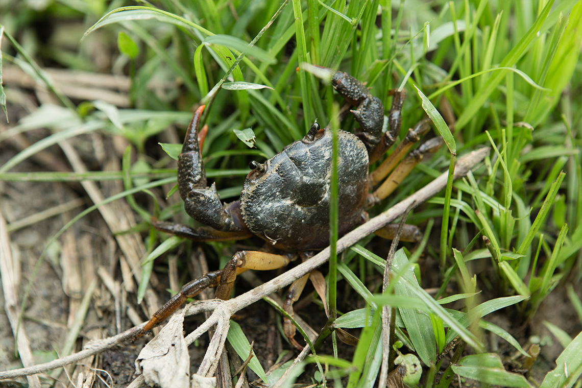 Trekking 100 Waterfalls - Crab
