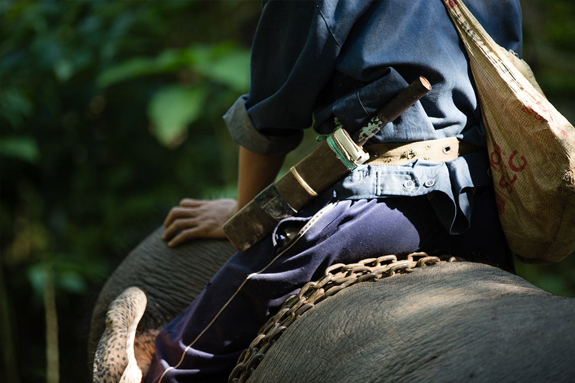 Elephant Mahoud - Tad Sae Waterfall